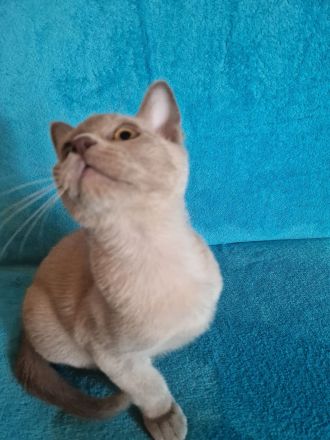 Burma Kitten