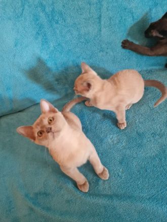 Burma Kitten