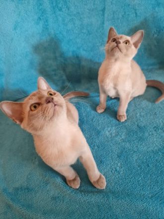 Burma Kitten