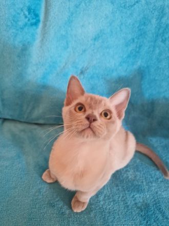 Burma Kitten