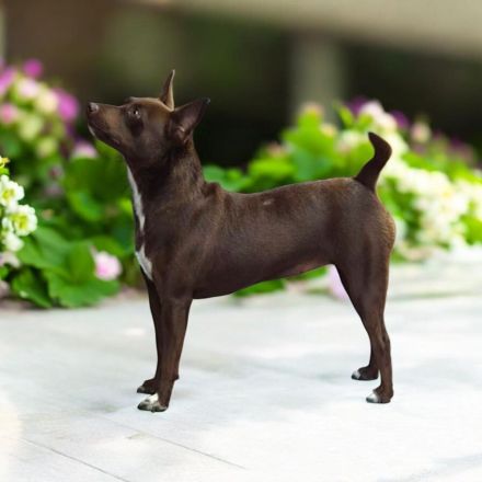 American Hairless Terrier Hündin coated Variante