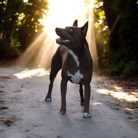 American Hairless Terrier Hündin coated Variante