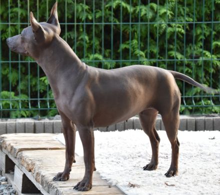 American Hairless Terrier Hündin
