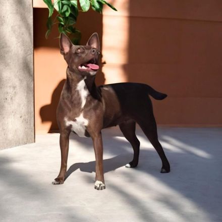 American Hairless Terrier Hündin coated Variante