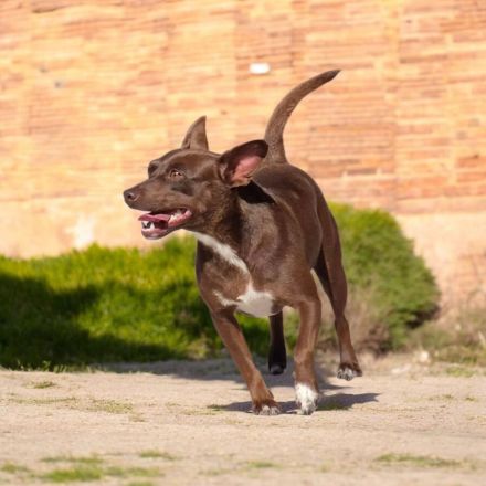 American Hairless Terrier Hündin coated Variante