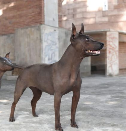 American Hairless Terrier Hündin