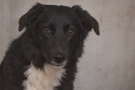 Mufasa- Mischling, Rüde, Mischlingshund, jung, aufgeschlossen, menschenbezogen sucht sein Zuhause