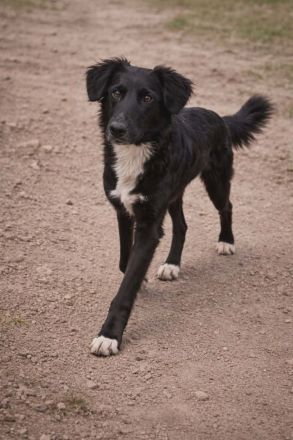 Mufasa- Mischling, Rüde, Mischlingshund, jung, aufgeschlossen, menschenbezogen sucht sein Zuhause