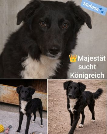 Mufasa- Mischling, Rüde, Mischlingshund, jung, aufgeschlossen, menschenbezogen sucht sein Zuhause