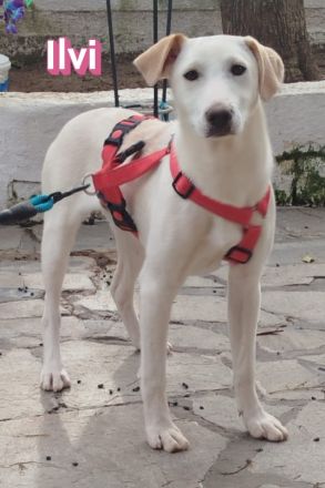 Ilvi und Indi, - 10/25 - Zukunft gesucht!
