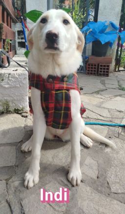 Indi, - 10/25 - Zukunft gesucht!