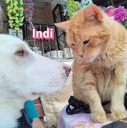 Indi, - 10/25 - Zukunft gesucht!