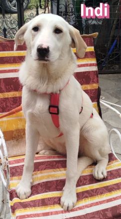 Indi, - 10/25 - Zukunft gesucht!