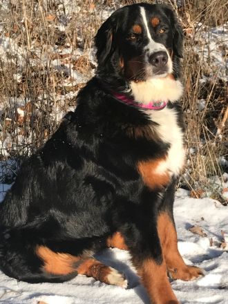 Berner Sennen Welpen - noch 1 Mädel sucht ein Zuhause