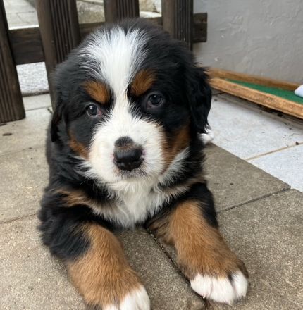Berner Sennen Welpen - noch 1 Mädel sucht ein Zuhause