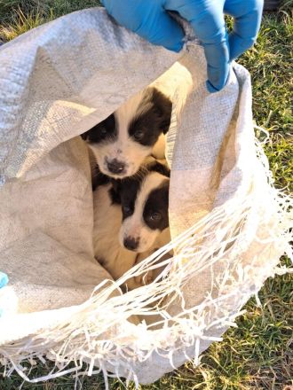 BALU möchten die Welt kennenlernen