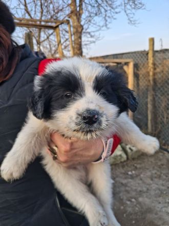 BALU möchten die Welt kennenlernen