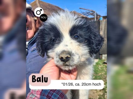 BALU möchten die Welt kennenlernen