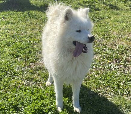 Samojedenrüde Max