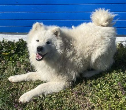 Samojedenrüde Max