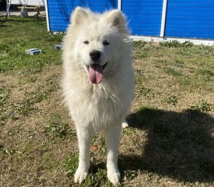 Samojedenrüde Max