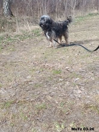 Pepper, sehr lieb und verträglich