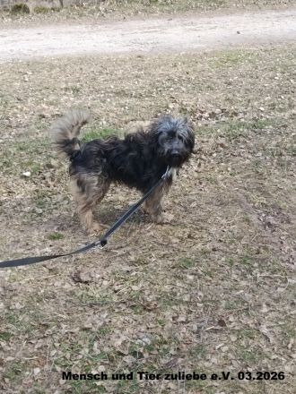 Pepper, sehr lieb und verträglich