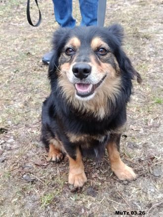 Timmy sehr lieb und agil