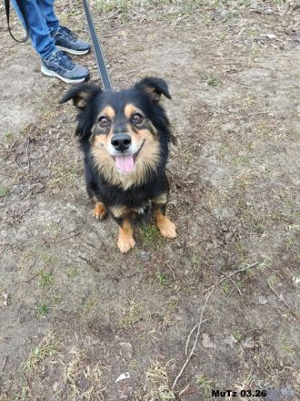 Timmy sehr lieb und agil