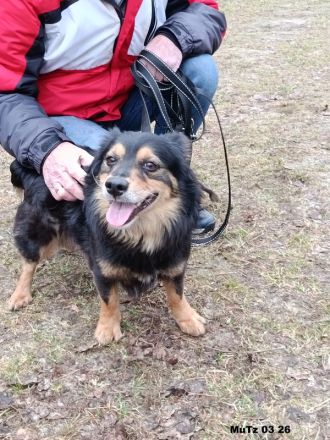 Timmy sehr lieb und agil