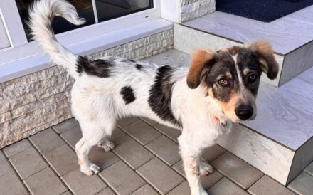 Freundliches Hundemädchen Jasmina sucht Zuhause mit Garten