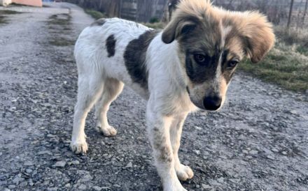 Freundliches Hundemädchen Jasmina sucht Zuhause mit Garten