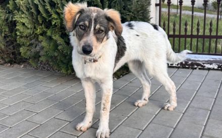 Freundliches Hundemädchen Jasmina sucht Zuhause mit Garten