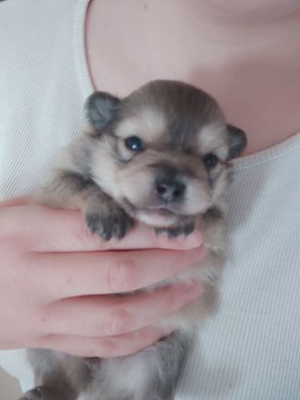 Pomeranie Zwergspitz