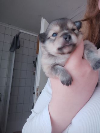 Pomeranie Zwergspitz