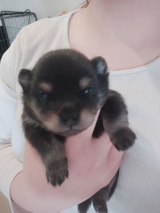 Pomeranie Zwergspitz