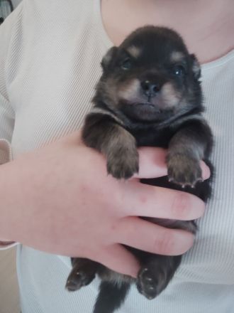 Pomeranie Zwergspitz