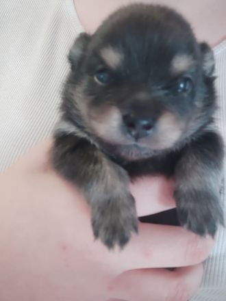 Pomeranie Zwergspitz