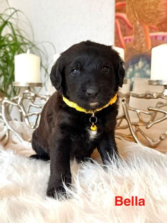 🐶 Wir haben nur noch 2 wunderschöne und gesunde Welpen, die ein liebevolles Zuhause suchen. 🐶