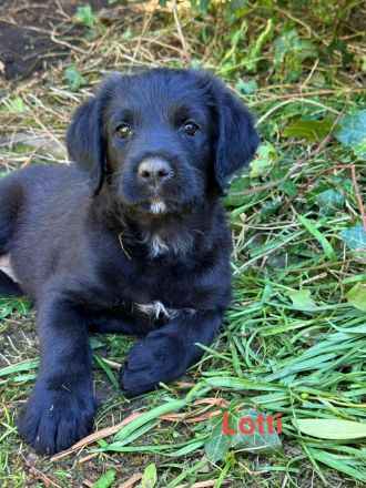 🐶 Wir haben nur noch 2 wunderschöne und gesunde Welpen, die ein liebevolles Zuhause suchen. 🐶