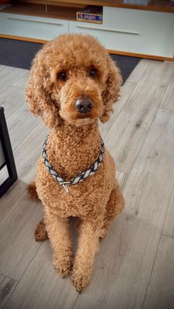 🐶 Wir haben nur noch 2 wunderschöne und gesunde Welpen, die ein liebevolles Zuhause suchen. 🐶