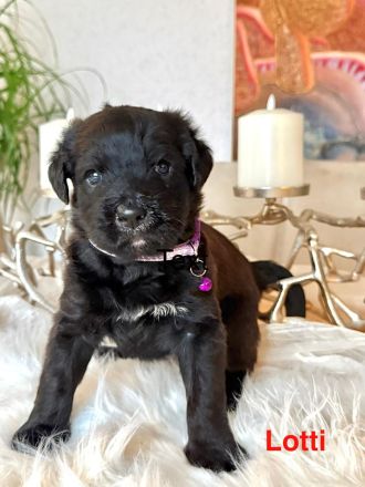 🐶 Wir haben nur noch 2 wunderschöne und gesunde Welpen, die ein liebevolles Zuhause suchen. 🐶