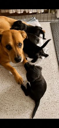 🐶 Wir haben nur noch 2 wunderschöne und gesunde Welpen, die ein liebevolles Zuhause suchen. 🐶