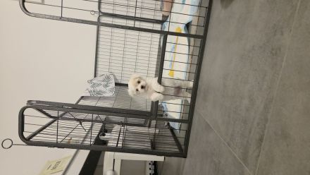 Maltipoo Welpe bereit zur Abholung