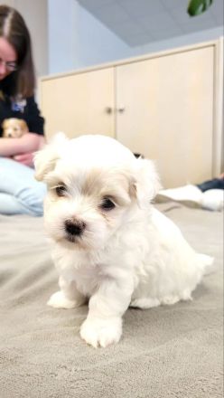 Maltipoo Welpe bereit zur Abholung