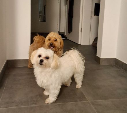 Maltipoo Welpe bereit zur Abholung
