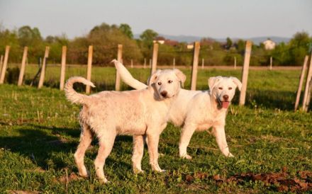 Hundekind Mei sucht ein schönes Zuhause