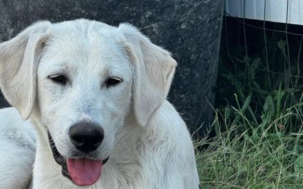 Hundekind Mei sucht ein schönes Zuhause