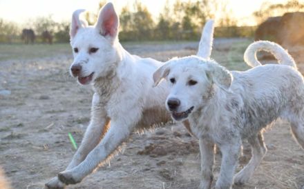 Hundekind Mei sucht ein schönes Zuhause