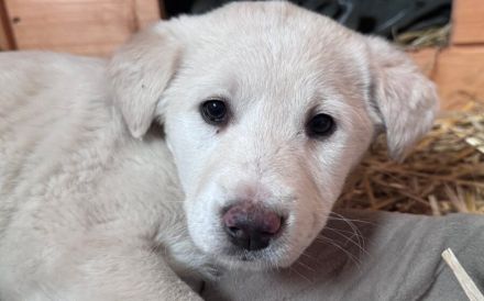 Hundekind Mei sucht ein schönes Zuhause